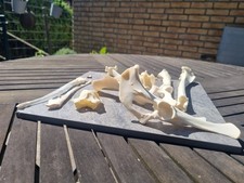 Gro&szlig;e Rehknochen Sammlung  Bone Craft Natur Deko Pr&auml;parat