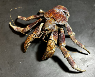 Seltene museale mittelgroße Birgus Latro Kokosnuss Krabbe Taxidermie