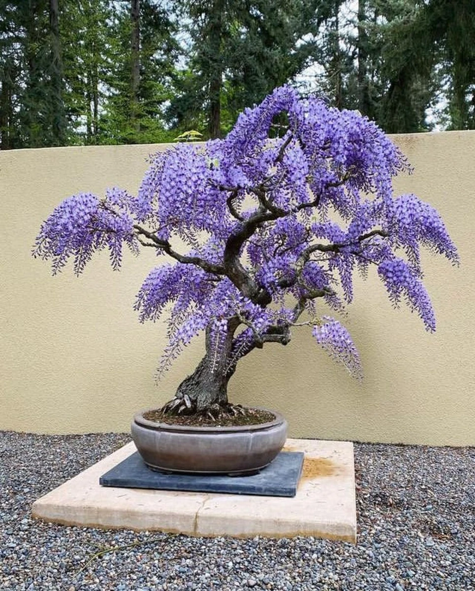 bonsai ilex crenata convexa Ilex Crenata bonsai Japanse hulst XXL Vormbomen – Tuinplantkopen main image 0