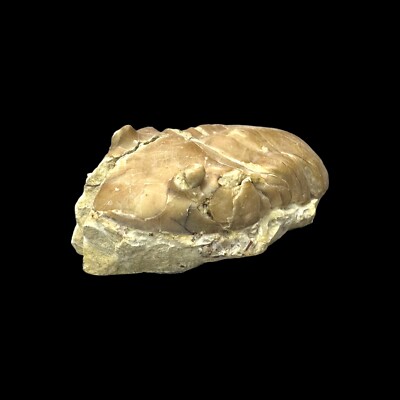 Trilobite (Homotelus bromidensis ESKER) Criner Hills, Carter County, Oklahoma