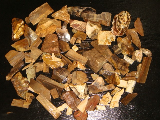 SMALL OLD MIXED PETRIFIED WOOD ROUGH SPECIMENS   7   1/4   POUNDS