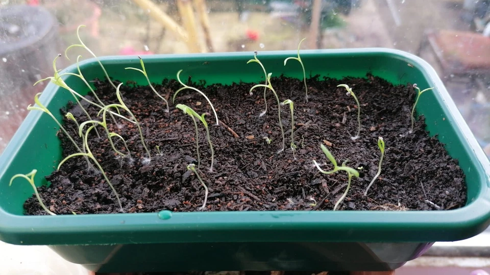 Very Rare SILK ROAD High Alkaloid Poppy Seeds (P. somniferum) - Image 3 of 4