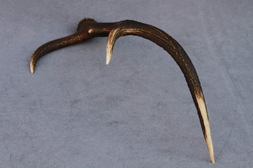 CUERNO, CUCHILLO, TALLA, MASTICABLE, TAXIDERMIA NATURALMENTE DERRAMADO DE CIERVO ROJO SALVAJE (CUERNO, CUCHILLO, TALLA, MASTICABLE) - Imagen 3 de 12