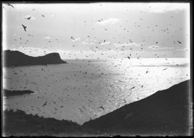 Lord Howe Island Huge flock of birds flying over the sea, Lord How - Old Photo