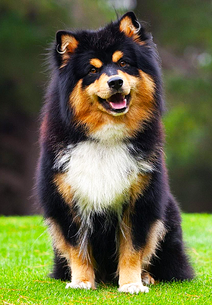 Finnish Lapphund Dog Photo Magnet 3x5 Inch Adorable Pet Gift