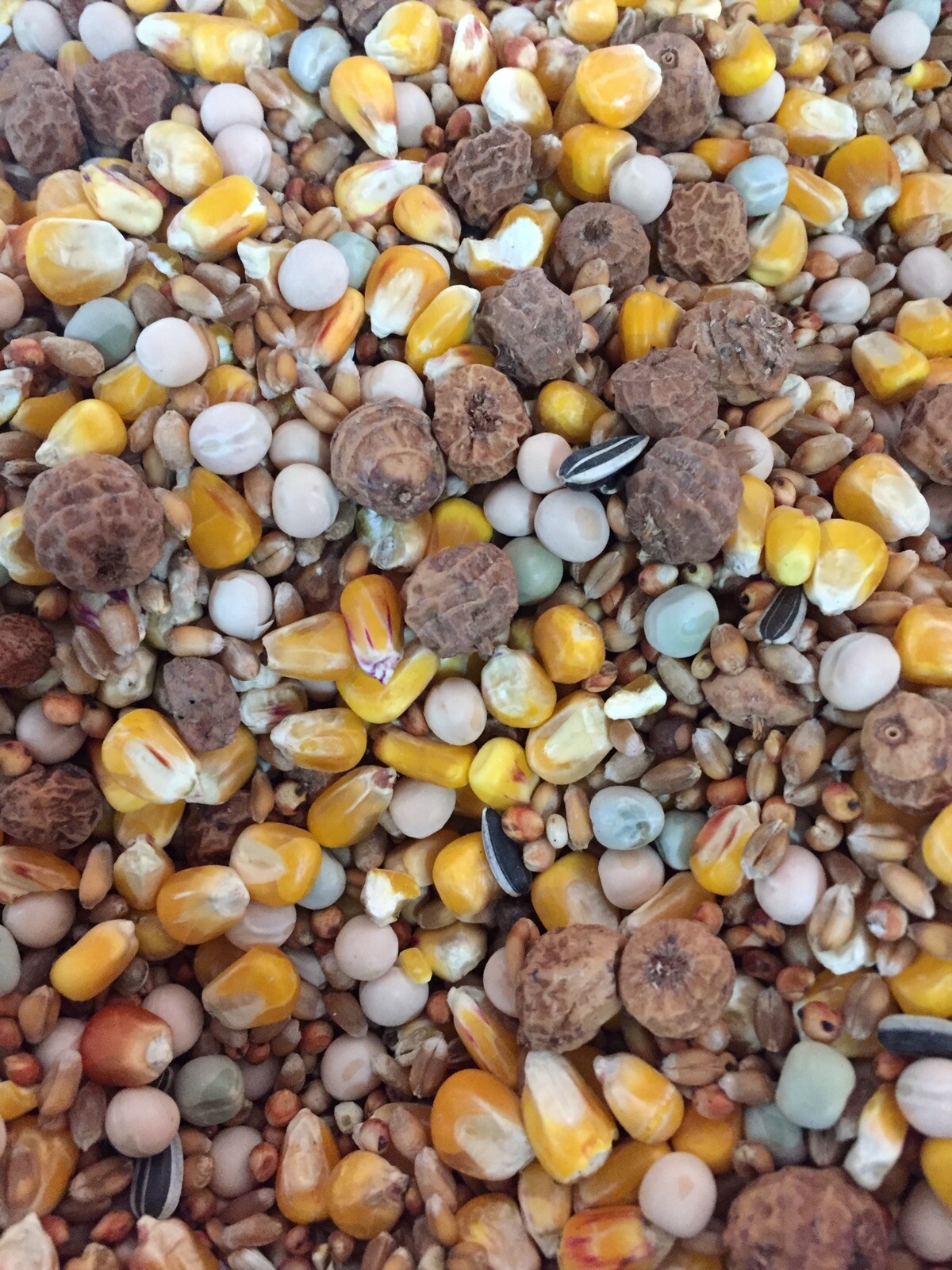 25kg Unprepared Spod-Tiger Nut Mix, Carp Fishing Bait Hemp Maize Particles Seeds