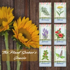 The Plant Seeker's Oracle: Luxurious 56-Card Healing & Manifestation Tarot Deck 