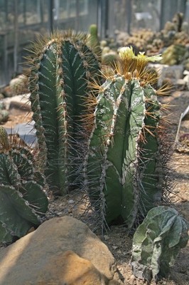 Astrophytum ornatum 100 Seeds | eBay