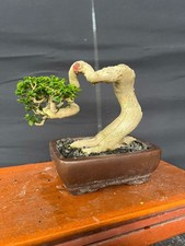 Real Plant Bonsai Sancang Premna Microphylla Old casecad Size Small rare