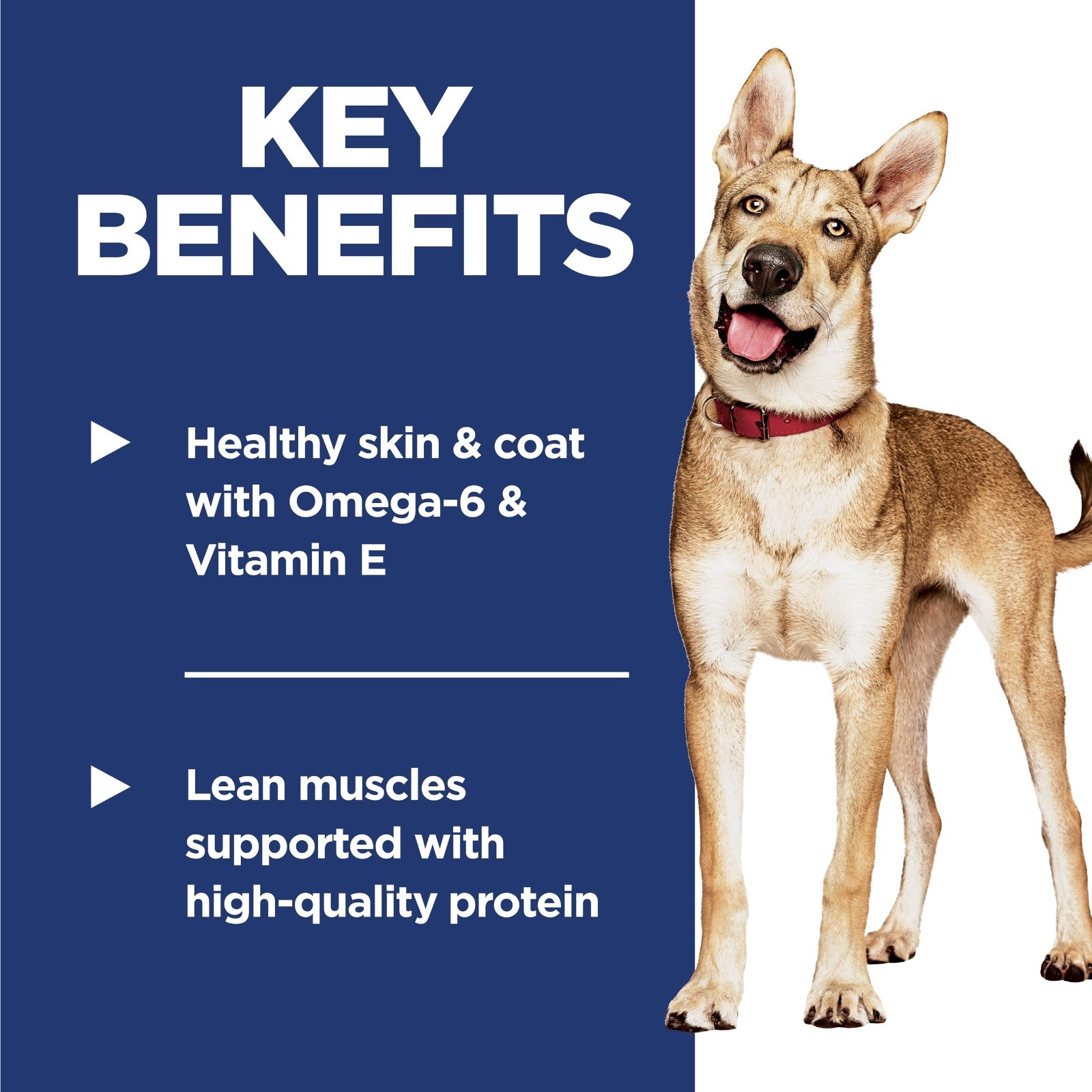 Hill's Science Diet Adult 1-6 Dry Dog Food Salmon Premium Nutrition Fast Ship