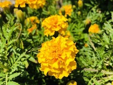 semence 100 graines d'oeillet d'inde Jaune globe citron Œillet d'inde (bio) 
