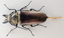 F47681. Unmounted insect: Autocrates sp. Central Vietnam. 77mm?