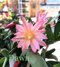 DAWN 3 Cuttings Rhipsalidopsis Hatiora Rare Easter Cactus Succul