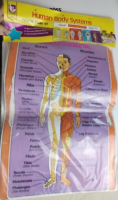 Vtg Human Body Learning Charts Lot of 10, Anatomy, Trend Enterprises & Schafer