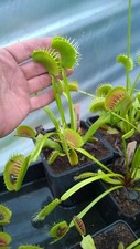 Carnivorous Plant - Venus Fly Trap - Dionaea Muscipula - Giant Sand