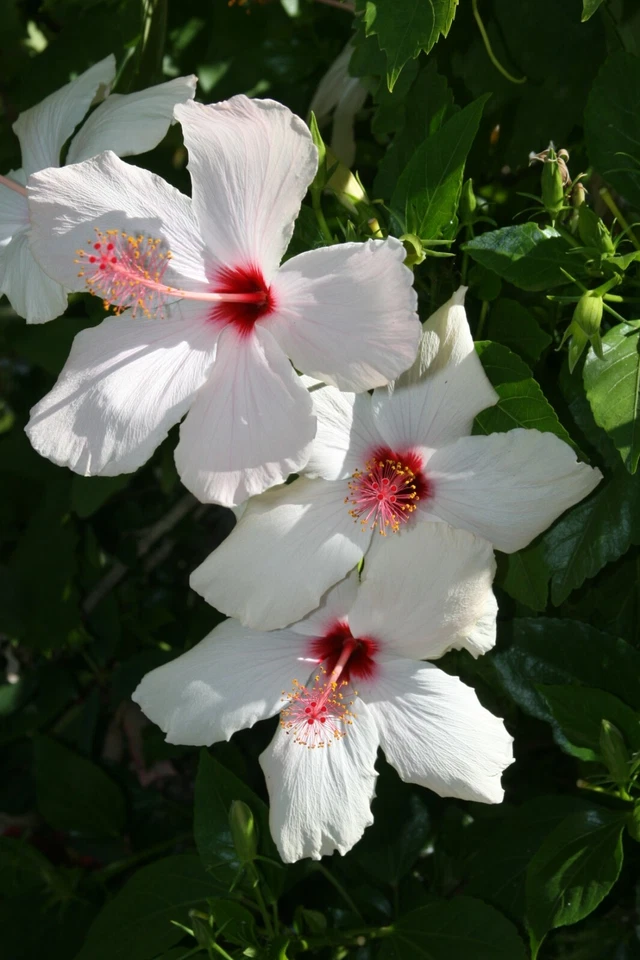 (5) Unrooted Stems White Hibiscus Branches/Cuttings, Bush/Shrub/Tree 8" Long - Image 3 of 4
