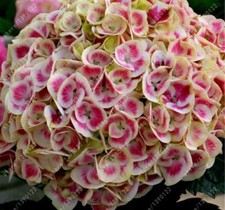 20 SEEDS for Pink/white HYDRANGEA RARE flower exotic bush home plant USA Seller