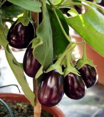 Auberginen Eierfrucht Mini-Aubergine Patio Baby Samen | eBay