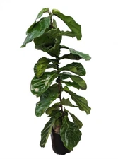Fiddleleaf Fig Column Tree - Ficus lyrata - Great Indoor Tree - Easy -  8" Pot