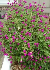 PURPLE GLOBE AMARANTH/EASY TO GROW FLOWER FRESH 50SEEDS