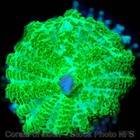 Corals of Eden ~ NONWYSIWYG Live Coral Frag ~ Twisted Lizard Mushroom SOFT CORAL — photo 3