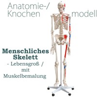 Menschliches Skelett Lebensgroß Mit Bemalung Muskeln Knochen Inkl. StäNder