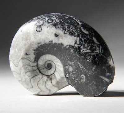 Authentic Devonian Goniatite Fossil - 100% Genuine Specimen From Morocco