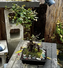 17-18 YEAR OLD AND CHINESE ELM BONSAI TREE -FREE SHIPPING