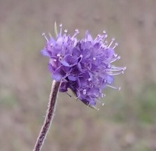 5g Devil's Bit Scabius (3000 seeds).  Hand harvested on Hogchester