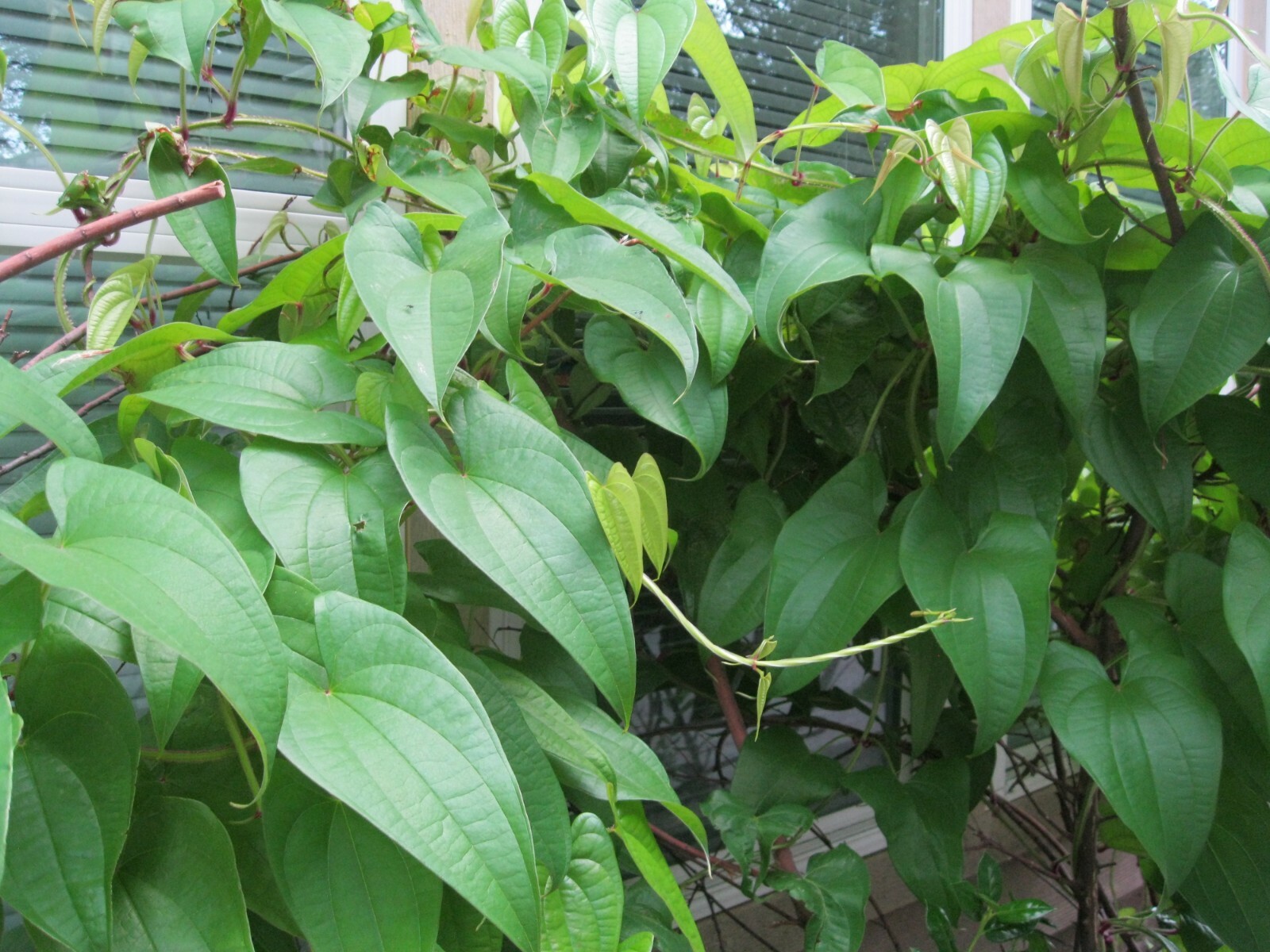 2 Pounds Name Root Tuber Costa Rican Guinea yam vegetable edible potato