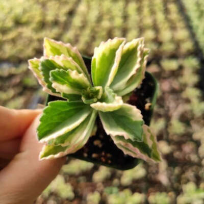 Plectranthus Neochilus Variegated 'Mike's Fuzzy Wuzzy' Succulent Plant |  eBay