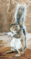 Squirrel flipping bird giving finger Taxidermy Curiosities Oddities gift decor