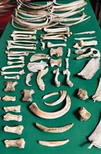 Medium Sized Animal Bones For Oddity/Curiosity Display, Crafting, Jewelry, Etc.