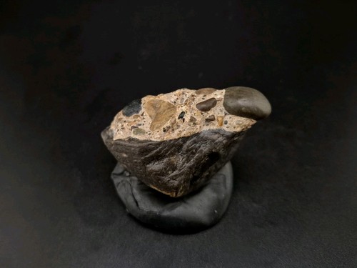 Real Permineralized Reptile Egg Fossil (Turtle)