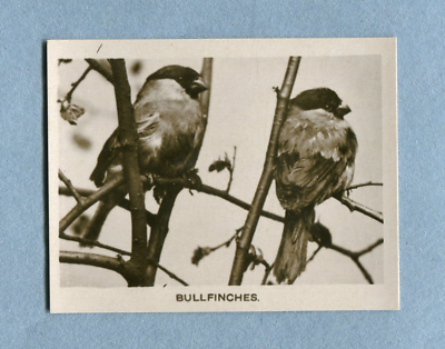 1924 JOHN SINCLAIR LTD. BIRDS, FLOWERS AND PLANTS TOBACCO CARD #40  BULLFINCH