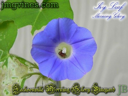 Foglia di edera Ipomoea Hederacea Morning Glory 8 quantità - Foto 2 di 6