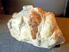 FOSSILE. LUMACHELLE. CALCAIRE BIOCLASTIQUE. GRYPHÉES. TEREBRATULA. PALÉONTOLOGIE