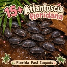 15 LIVE Isopods Atlantoscia Floridana Isopods , Bioactives