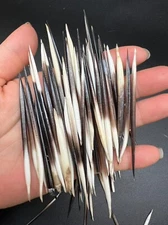 20pc African Porcupine Quills 1~4 Inches