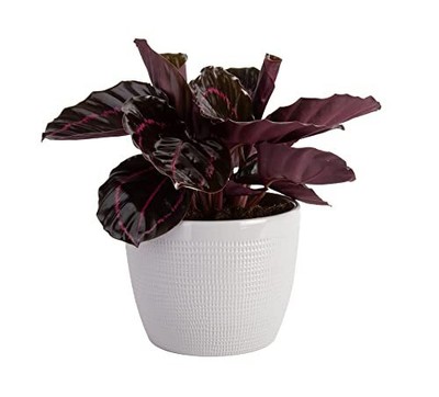 Live Indoor Trending Tropicals Calathea Dottie Plant 12inch Tall White Dcor Pot