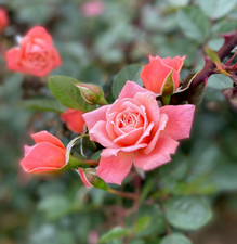 NICE DAY - Pink Patio Climbing Rose - 4 Ltr POTTED