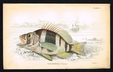 Comber dipinto su giaardina 1835 - Serranus scriba incisione colorata a mano