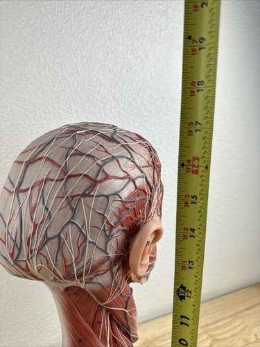 Kilgore International medizinischer Kopf Gehirn Anatomie Display Lehre halbe Muskeln - Bild 12 von 14