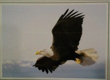 Bald Eagle Soars Fine Art HQ Photo Print New Matted 8x10 Steve Doan Signed Seale