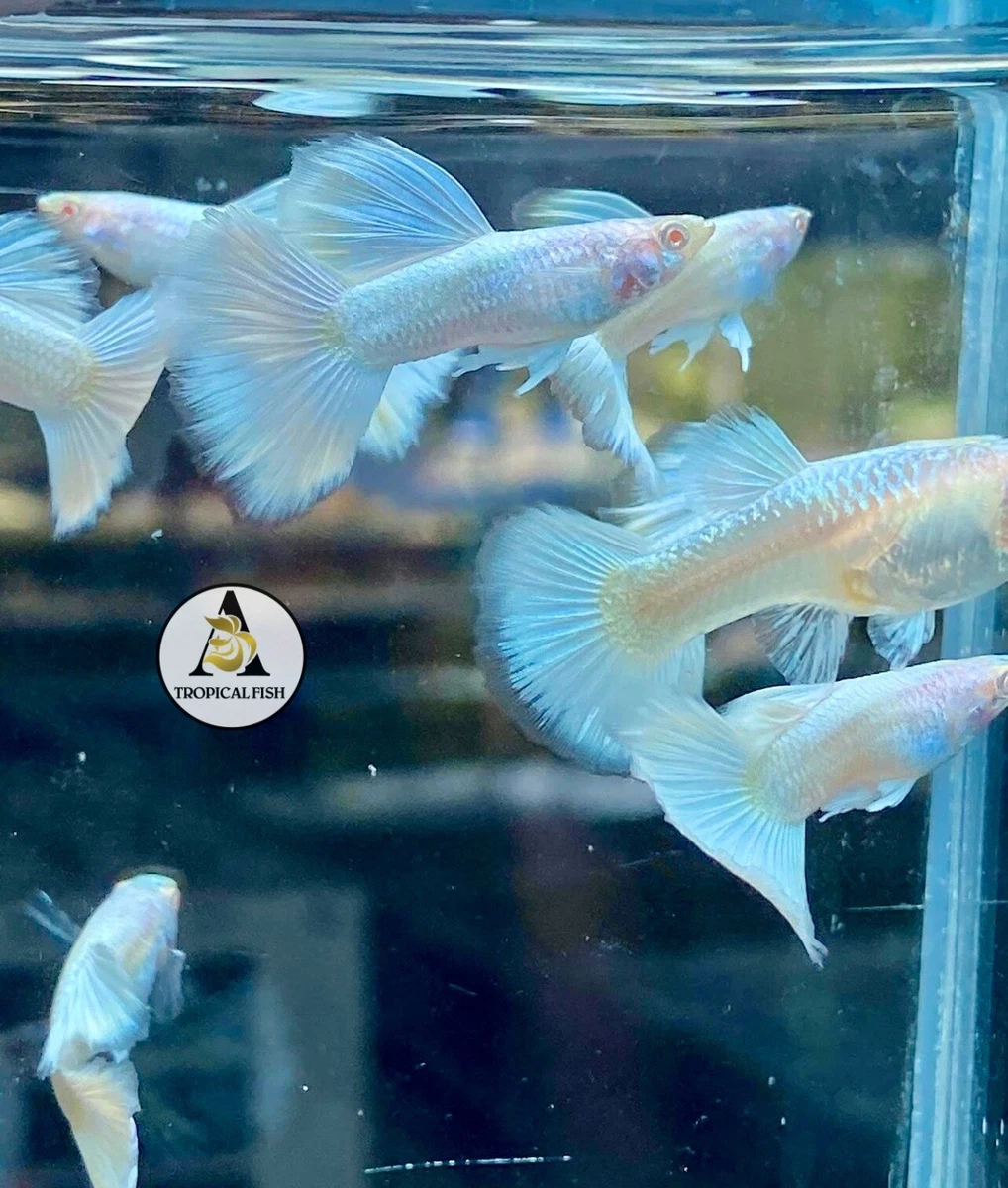 Albino Tropical Fish