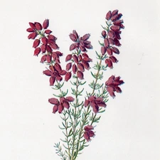 HEATHER BOTANICAL CHROMOLITHOGRAPH Hulme 1902 ANTIQUE FLOWER PRINT