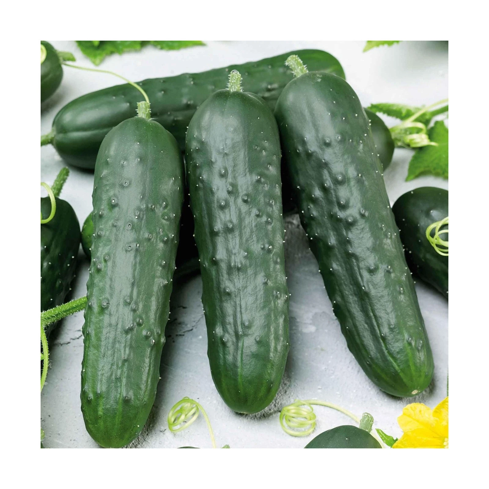 Eden Brothers Cucumber Seeds Poinsett 76 - Thumbnail 2