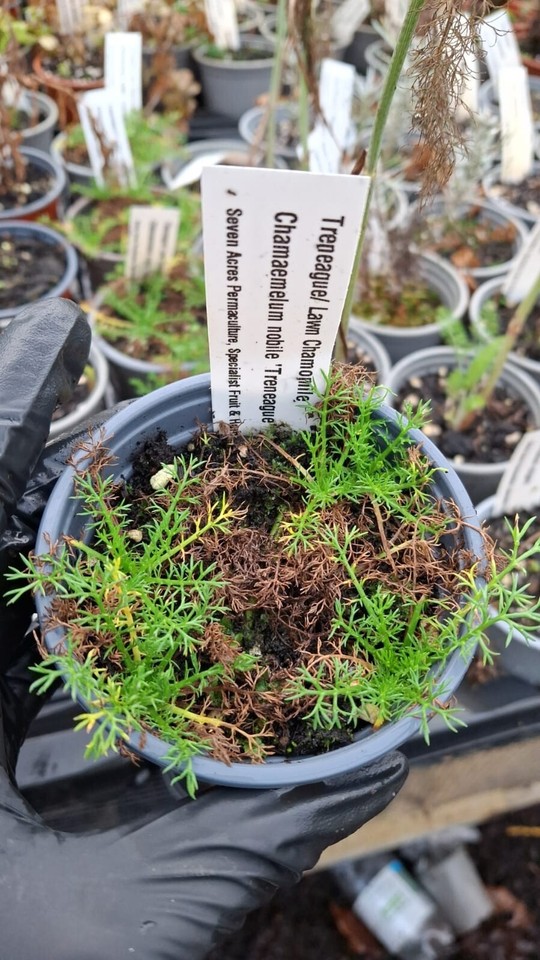 9cm-herbs-125-varieties-grown-in-wales-ebay-uk