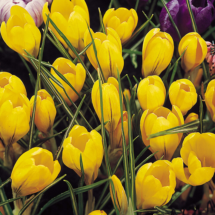 20 x Large Flowering CROCUS YELLOW MAMMOTH Spring Garden BULBS eBay