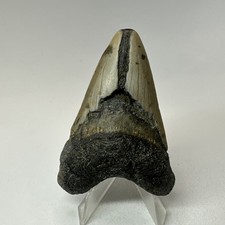 Megalodon Shark Tooth 3.26 Inch - Natural - Carolina Fossil - Authentic 20213